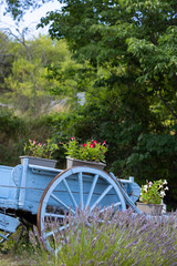 blue wooden cart with lavenders in Provence, France