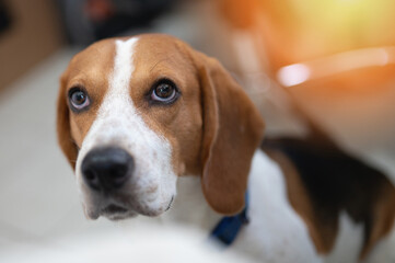 Portrait of cute beagle dog