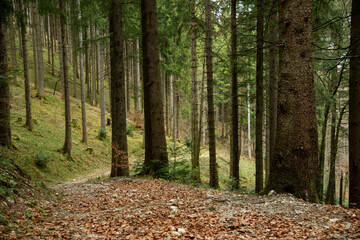 Idyllic hiking trail in the pine forest below the Kampenwand, a mountain peak in Bavaria, Germany