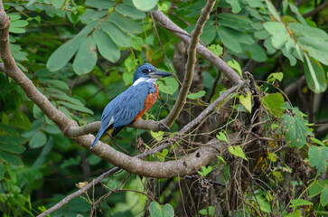 Ringed Kingfisher - Megaceryle torquata in Cano Negro Wildlife Refuge, Costa Rica