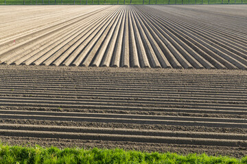 Spring view of potato field just after planting, Netherlands