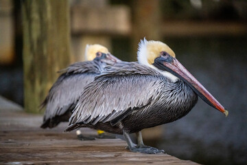 Brown Pelicans on Dock