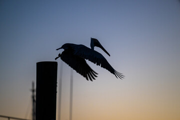 Brown Pelican Flying