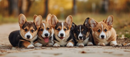 4 corgi puppies in a group learning dog communication for socialization. - obrazy, fototapety, plakaty