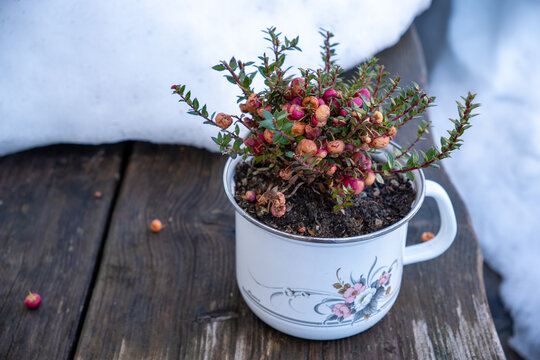 still life with flowers. Peat myrtle (Pernettya mucronata)&nbsp;in pretty painted antique pot on wooden table with snow background. The peat myrtle belongs to the heather family