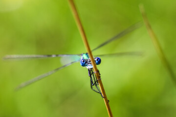 Libelle