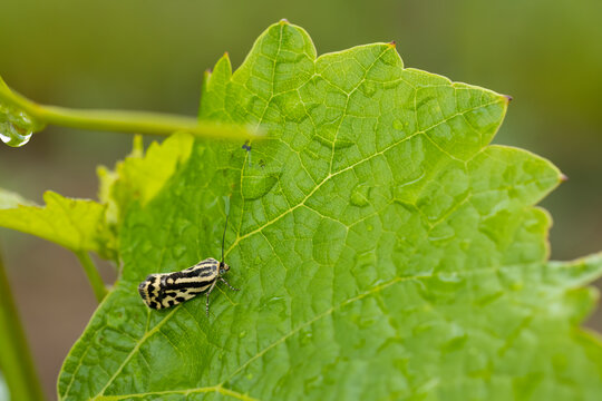 grape phylloxera on the leaf