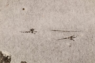 Birds footprints on the snow. crows and pigeons.
Animals foot prints in the winter.
Local animal track, Tracks.
Footprint bird on the earth Surface.
Foot print on ice, freezing, frozen