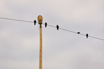 Rook, Crows. Birds on an electric wire. Birds in the city, Urban wildlife. Beautiful and wonderful bird in winter. Animals in the wild nature, wildlife wings, park