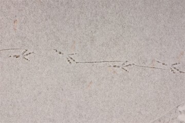 Birds footprints on the snow. crows and pigeons.
Animals foot prints in the winter.
Local animal track, Tracks.
Footprint bird on the earth Surface.
Foot print on ice, freezing, frozen