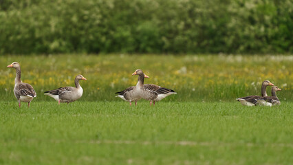Gęgawy, duże gesi na polach Doliny Noteci © Zbigniew
