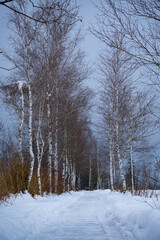 At Walchsee in Tyrol, Austria. Snow covered winter hiking trail lined with birch trees.
