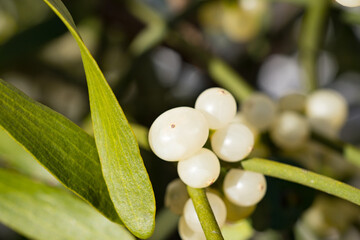 Obraz na płótnie Canvas Close-up of white-berry mistletoe (Viscum album). Christmas custom: It is said that kissing under these branches brings good luck to couples