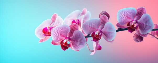 Fototapeta na wymiar Turquoise orchid crimson pastel gradient background