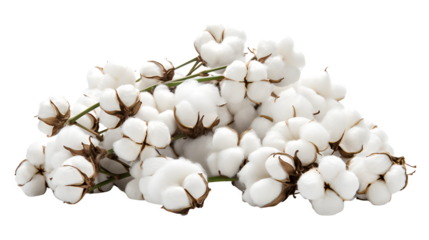 Raw Cotton PNG, Transparent background raw cotton, Natural fiber graphic, Cotton icon, Cotton boll image, Agricultural illustration, Textile material file, Cotton farming icon