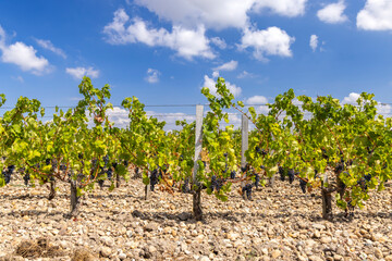 Fototapeta na wymiar Vineyards near Saint-Julien-Beychevelle, Bordeaux, Aquitaine, France