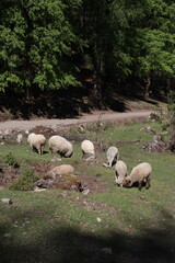 Herd of sheep in the countryside