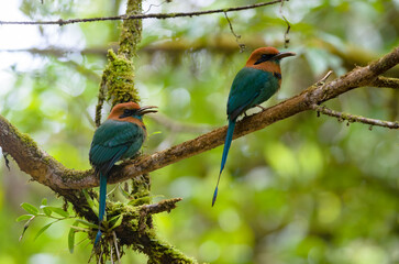 Broad-billed Motmot - Electron platyrhynchum in Rara Avis Reserve, Costa Rica
