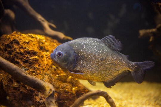A piranha fish near swims near a stone. Fish background.