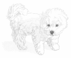 Bichon Frise Puppy Pen & Ink