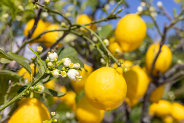 Bunches of fresh yellow ripe lemons with green leaves and flowers, Italy
