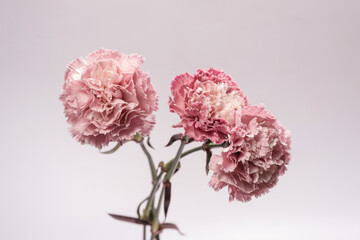 Pink carnation flower isolated on a white background.