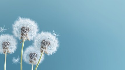 Beautiful dandelion flower seed isolated white cloud blue background