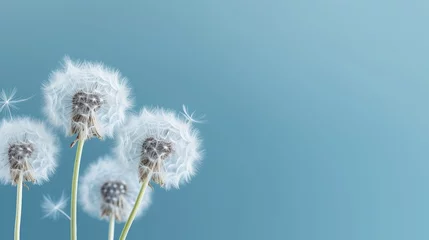  Beautiful dandelion flower seed isolated white cloud blue background © Odesza