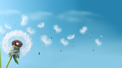 Beautiful dandelion flower flying seed isolated white cloud blue background