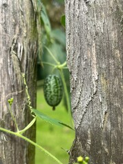 Frucht einer mexikanischen Minigurke