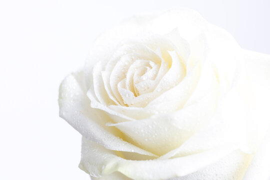 White rose on white background