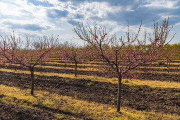 Fototapeta na wymiar Blooming peach orchard near Valtice, Southern Morava, Czech Republic