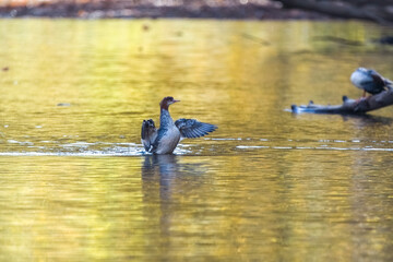Common merganser flapping his wings
