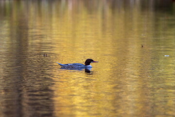 Single Common merganser swimming in yellow reflective water