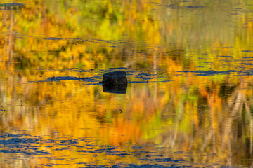 Lone stump in middle of a fall reflection.