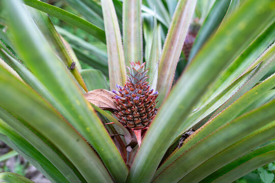 A close-up photo of a young tropical pineapple growing in a farm.   
