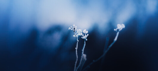 The flowers on the thin stems were frozen and covered with frost on a cold winter day. Nature in...