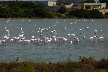 Fenicotteri rosa nella Riserva Naturale Salina dei Monaci di Torre Colimena