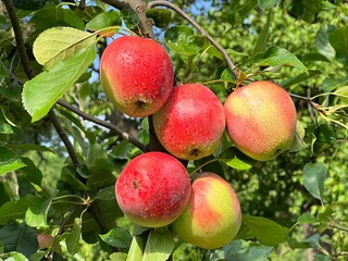 Apple tree in the garden 