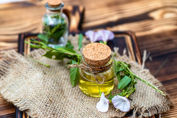 Convolvulus arvensis, or field bindweed making an elixir or tincture with essential oil from flowers