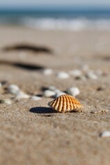 Conchas marrones sobre la arena fina de la playa 