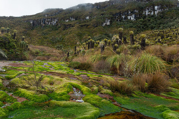 Frailejon landscape in the colombian paramo or moorland, hotsprings in Murillo, Tolima, Colombia near Nevado del Ruiz. Mountains, water and espeletias