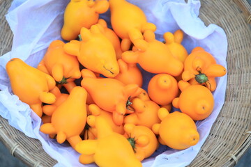 Nipple Fruit or fancy eggplant or Solanum mammosum plants have many spines, fruits with yellow nipples, fruits with tumors. The Apple of Sodom.