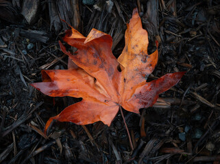 Seasonal red maple leaf on a dark background. This leaf has taken on the fall or autumn color of dark red and makes a stark contrast to the rich earthen mulch of the forest environment.