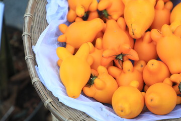 Nipple Fruit or fancy eggplant or Solanum mammosum plants have many spines, fruits with yellow nipples, fruits with tumors. The Apple of Sodom.