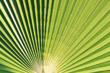Obraz premium Tropical Palm Leaf. Abstract texture background. Striped palm foliage in rain forest. Palm leaves. Sun shining on a radiating green leaf. Tropical leaf texture. Exotic plant. Mediterranean flora. 