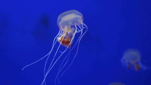 Jellyfish swim in the water. Jellyfish floating underwater, close up.	