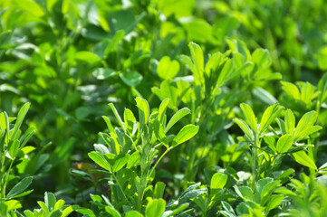 In the spring field young alfalfa grows