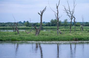 Riverside Reverie: A Tranquil Landscape Where Nature and River Merge in Harmonious Serenity