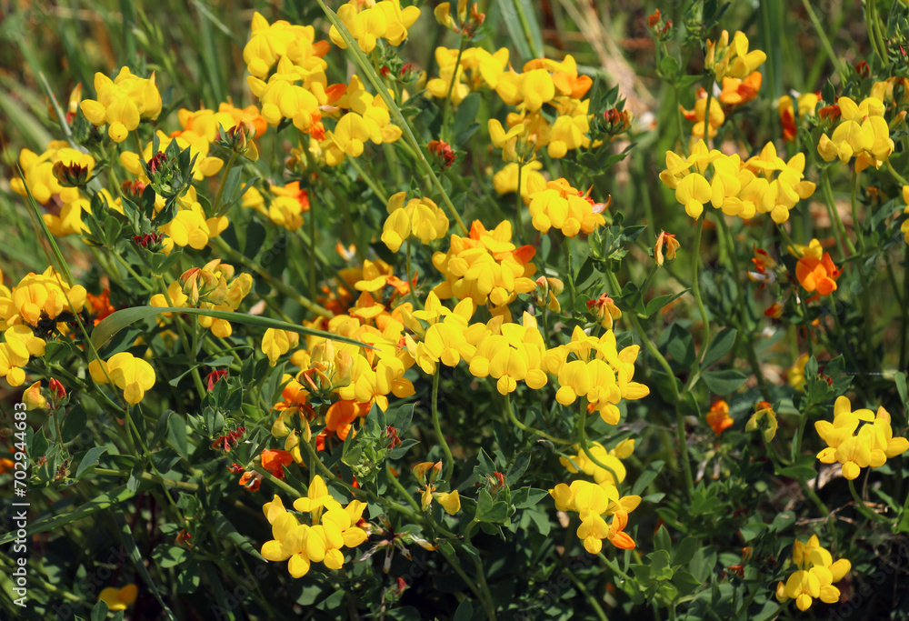 Poster lotus corniculatus grows among the grasses in the meadow